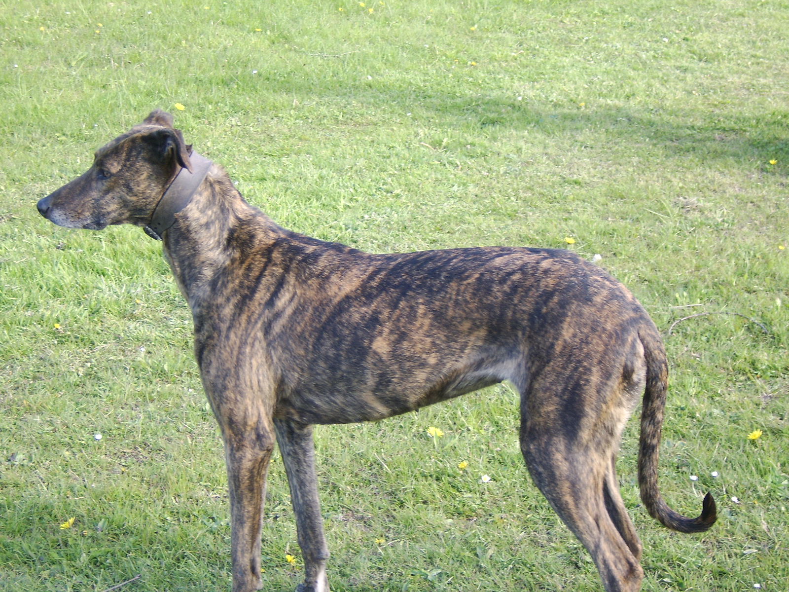 Deerhound cheap bull greyhound